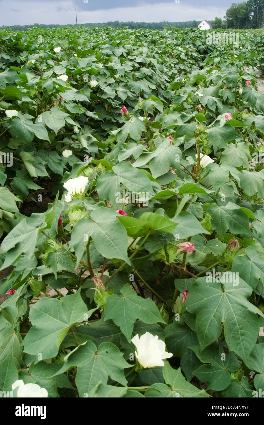 cotton field in North Carolina Stock Photo Alamy