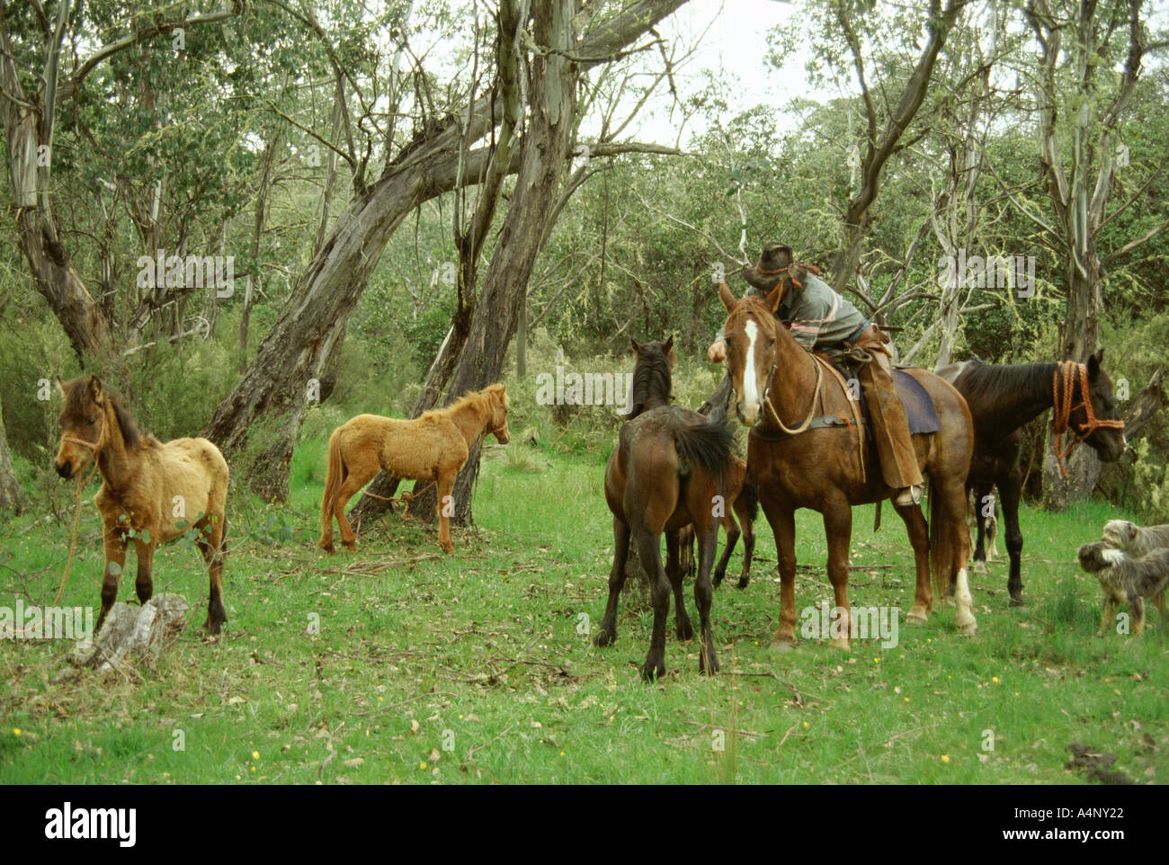 Chasing and catching brumbies wild bush horses Victoria Australia Pacific Stock Photo