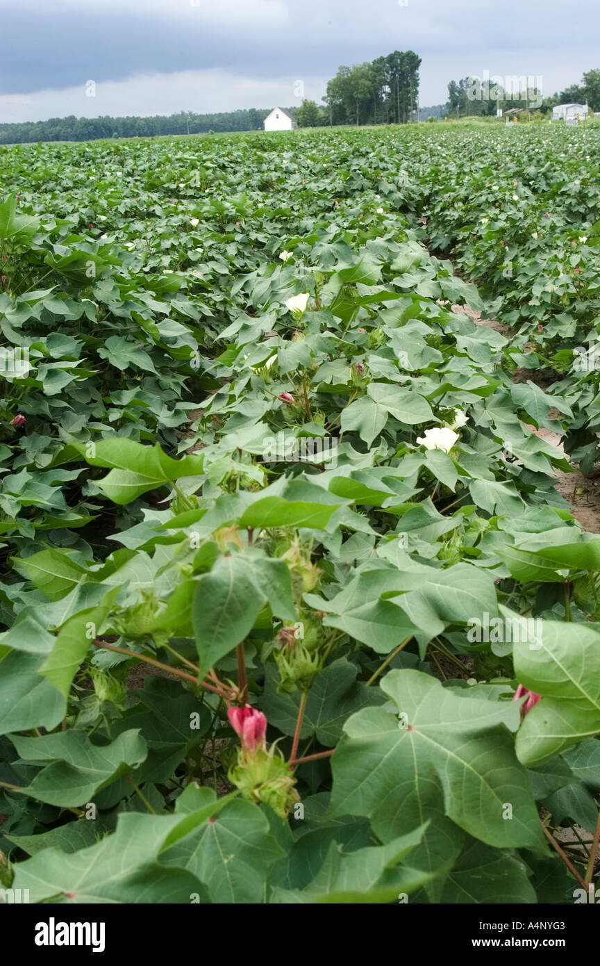 Cotton field in north carolina hires stock photography and images Alamy