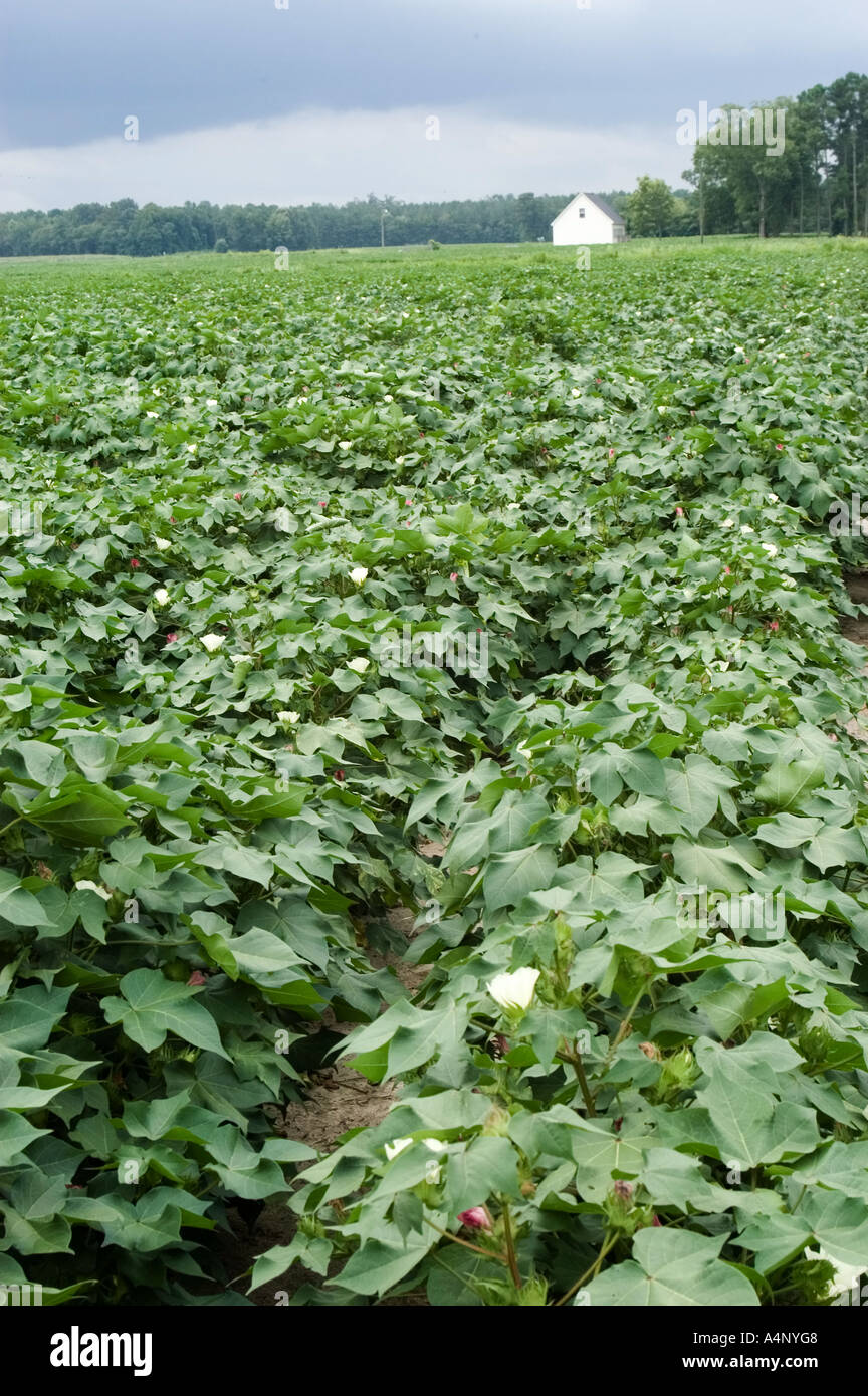 cotton field in North Carolina Stock Photo Alamy