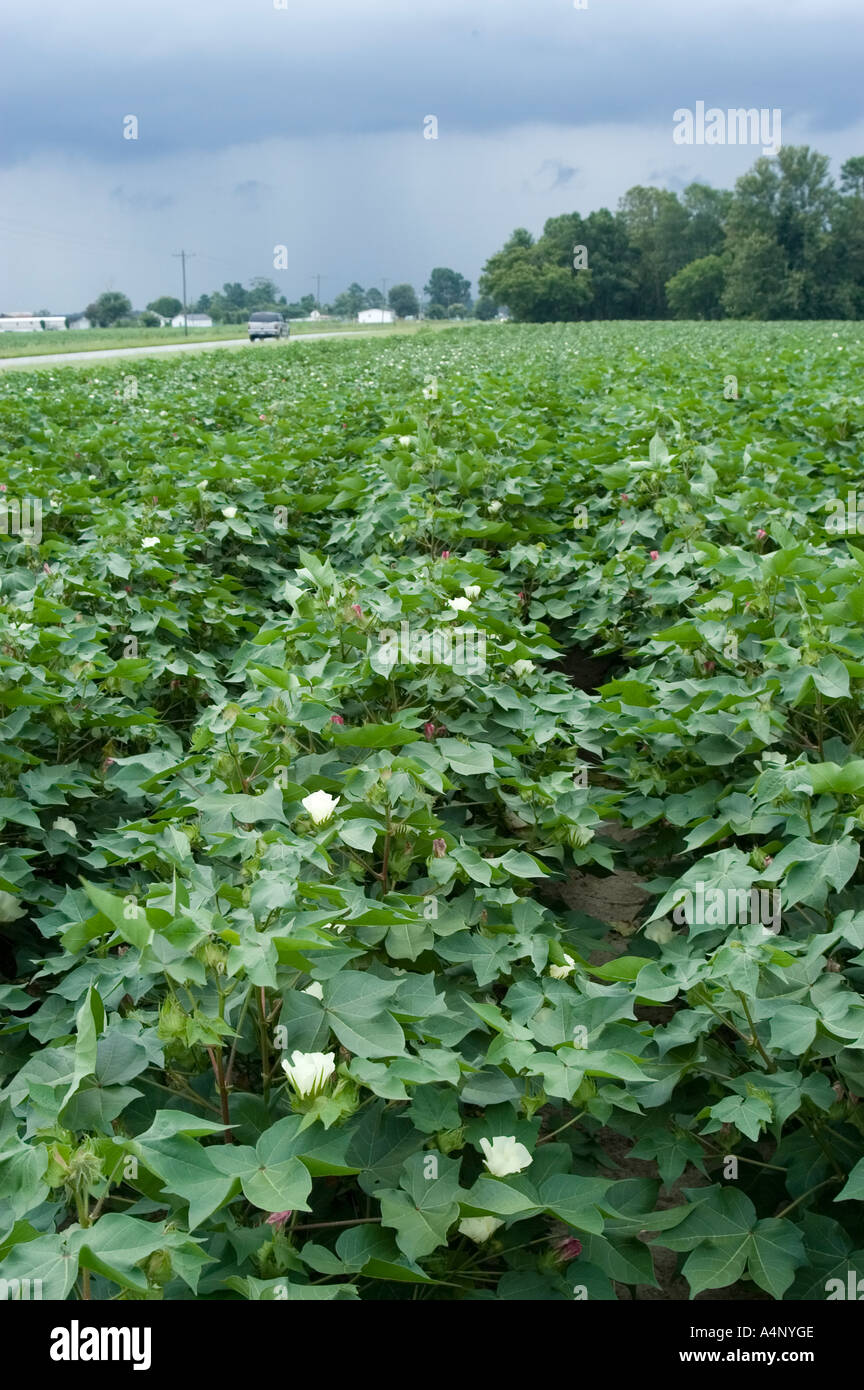 cotton field in North Carolina Stock Photo Alamy