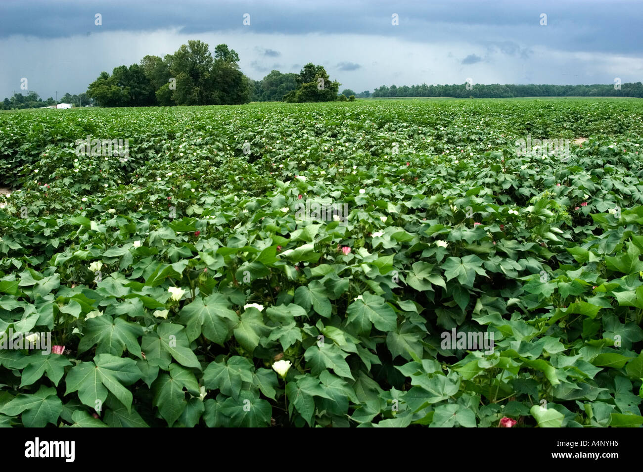 cotton field in North Carolina Stock Photo