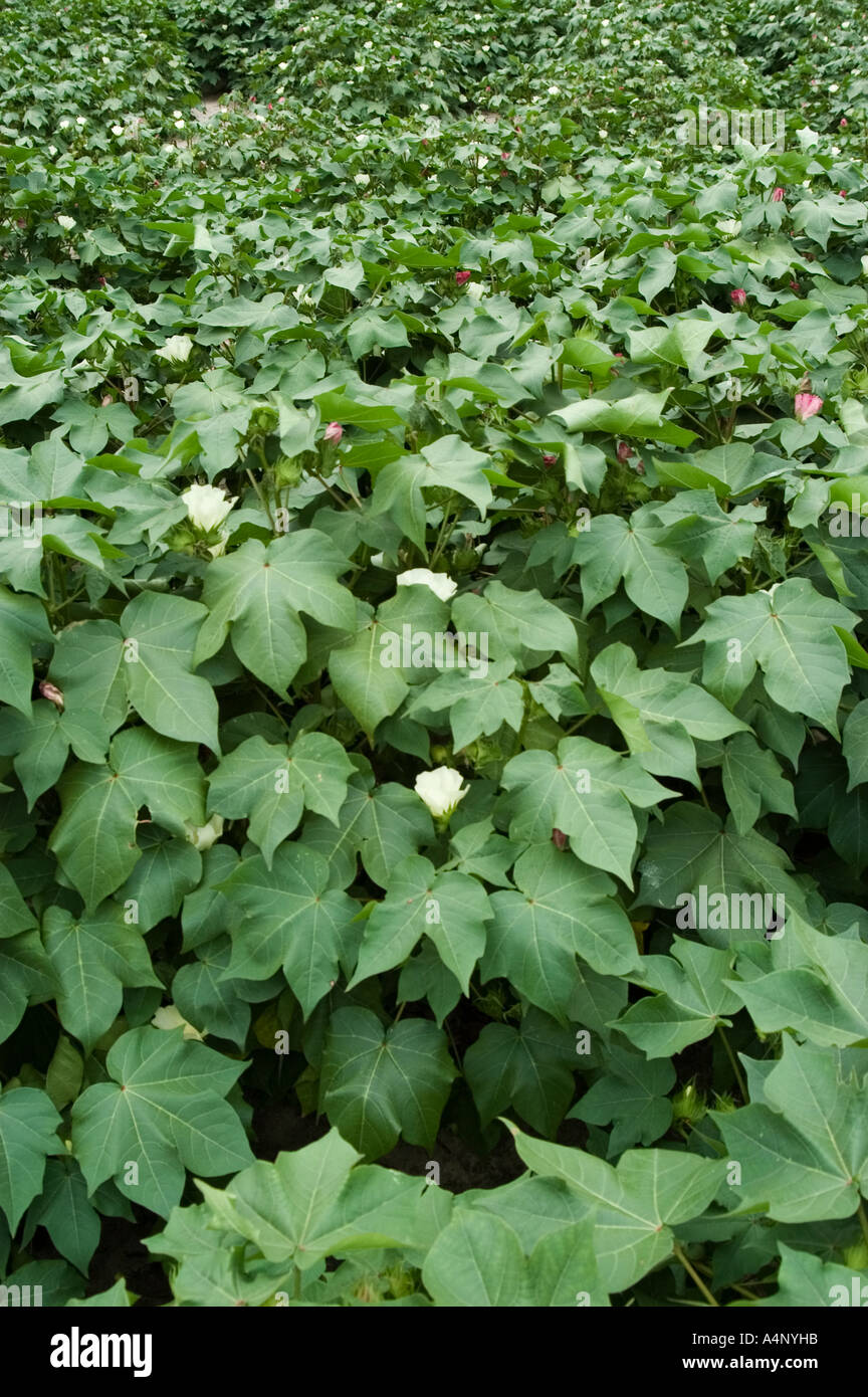 cotton field in North Carolina Stock Photo Alamy