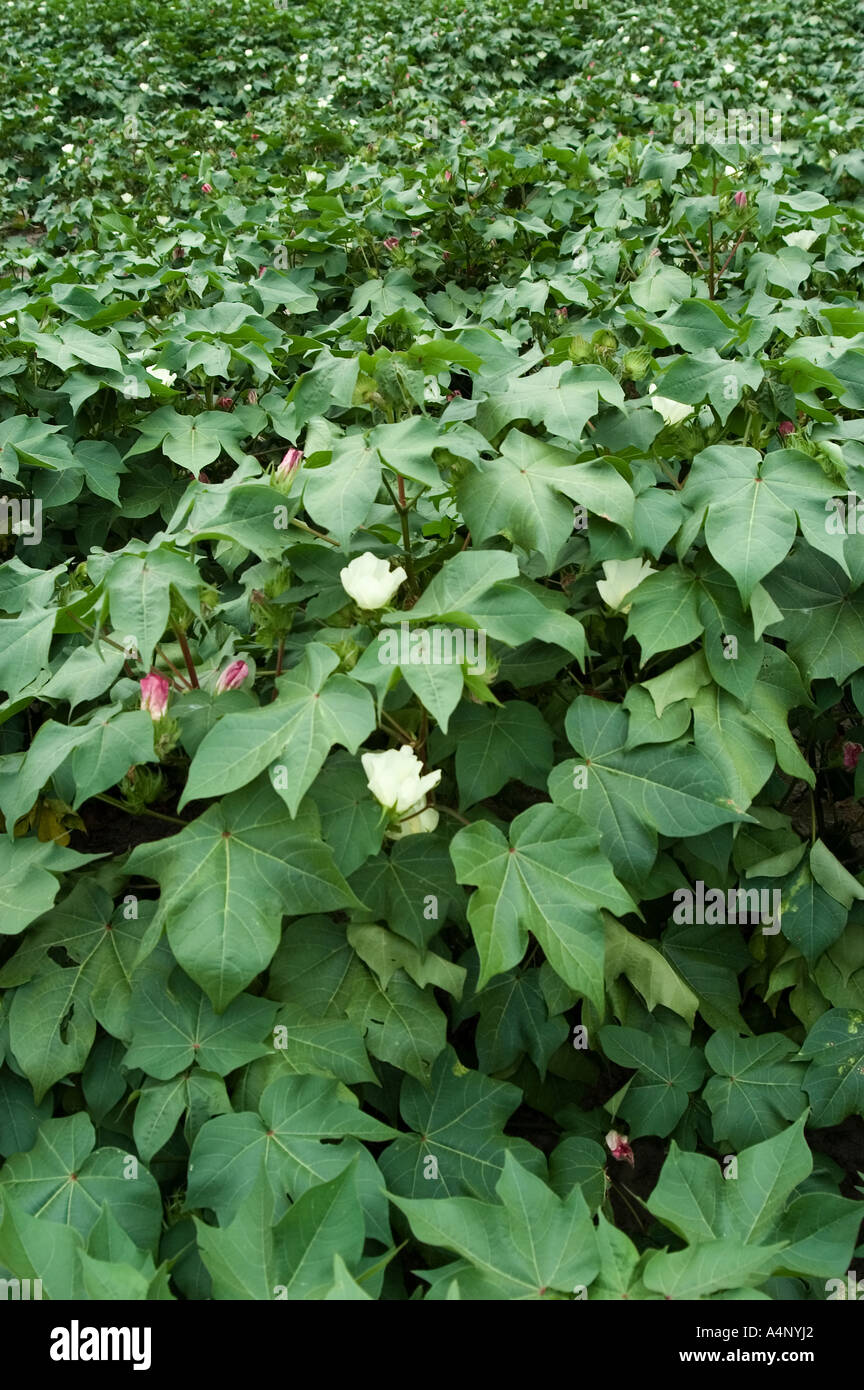 cotton field in North Carolina Stock Photo Alamy
