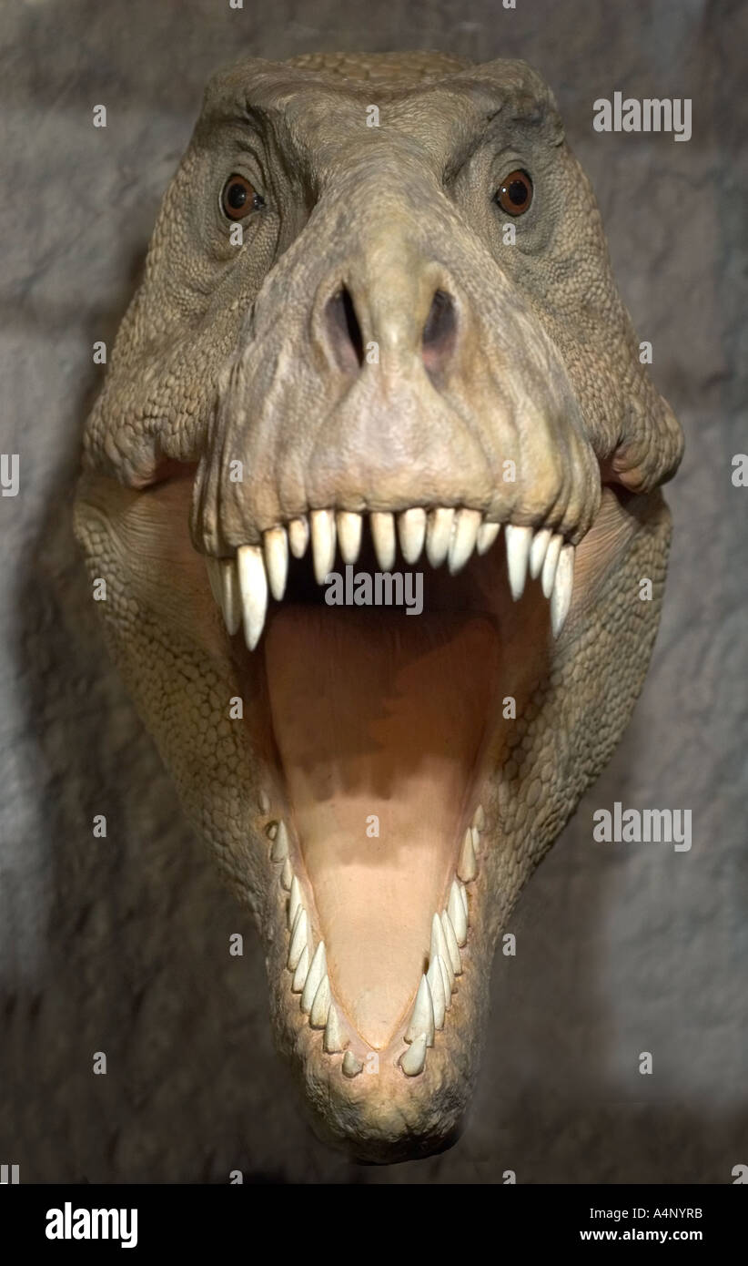 Tyrannosaurus rex model of head Stock Photo - Alamy
