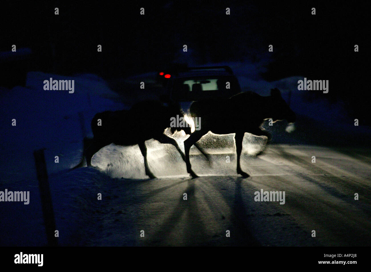Elk crossing a road at nighttime in Våler kommune, Østfold fylke, Norway. Stock Photo