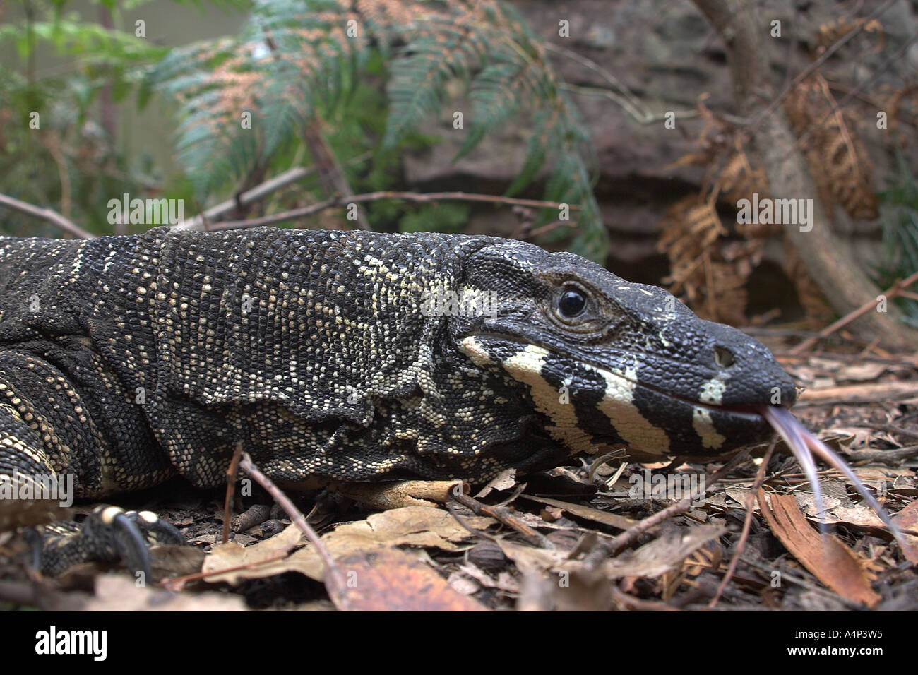 lace monitor lizard, goanna, varanus varius Stock Photo Alamy