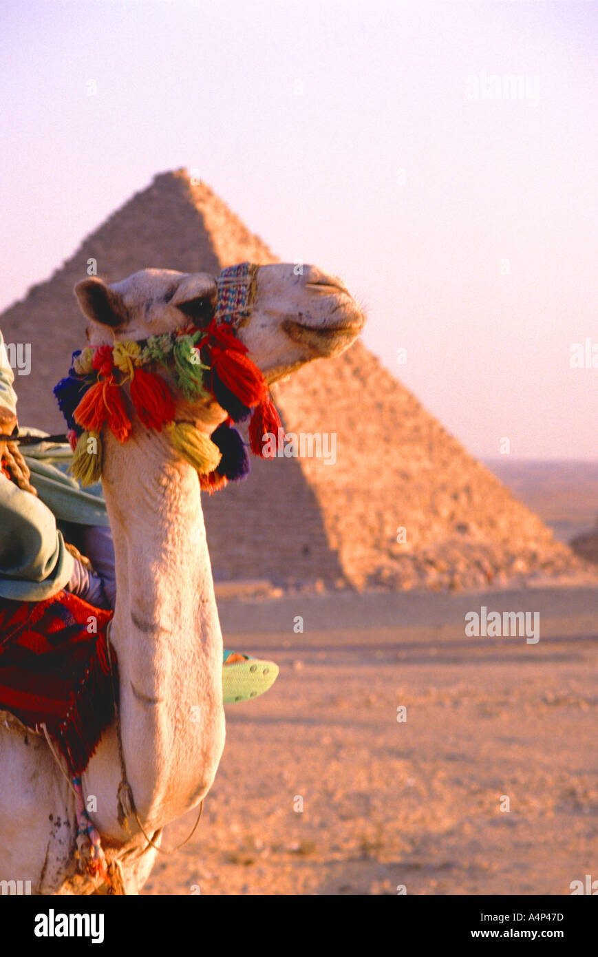 Camel at the Great Pyramids at Giza near Cairo Egypt Stock Photo