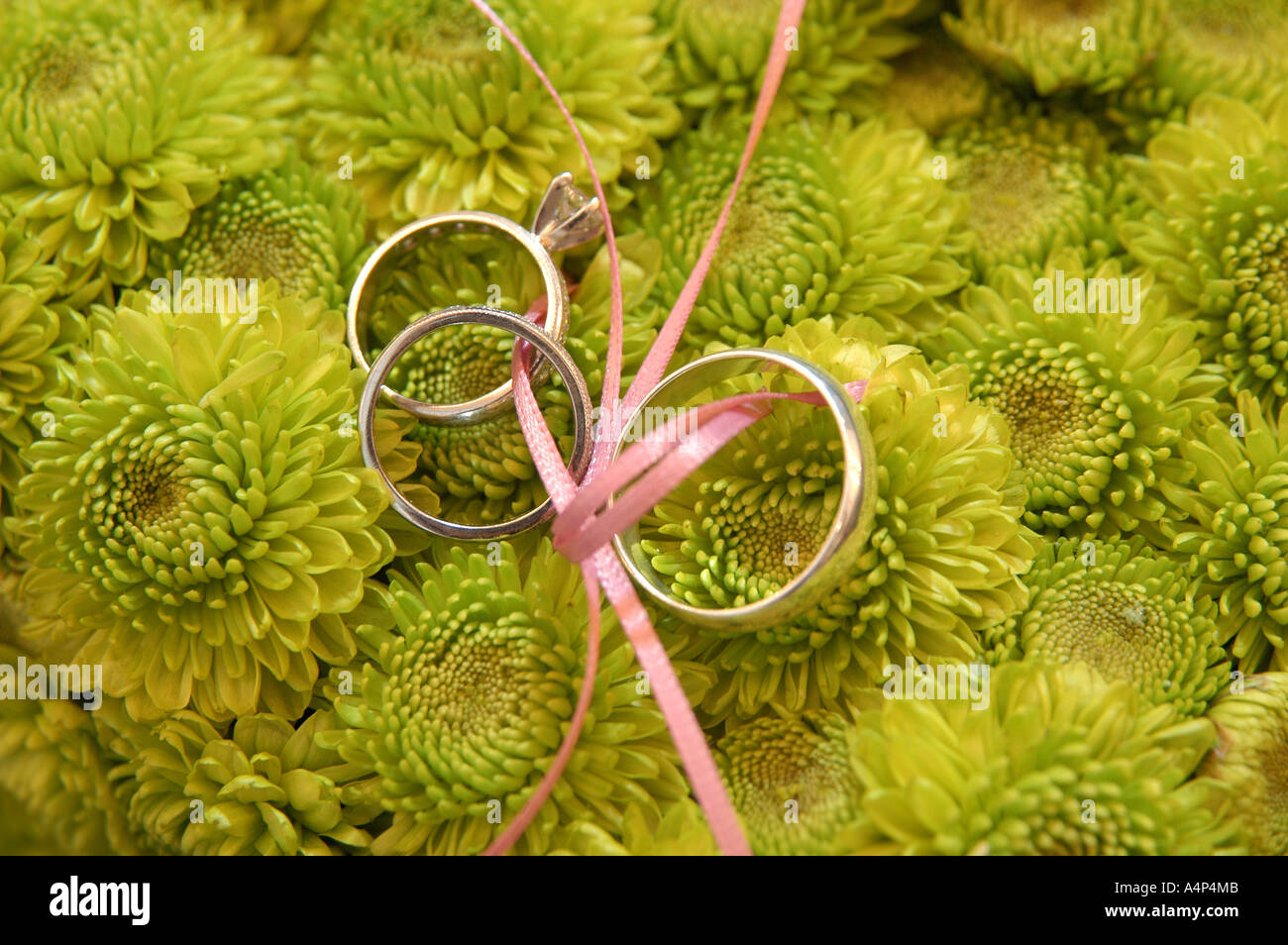 Tyed Weding Rings Golden wedding rings tied hi-res stock photography and images - Alamy