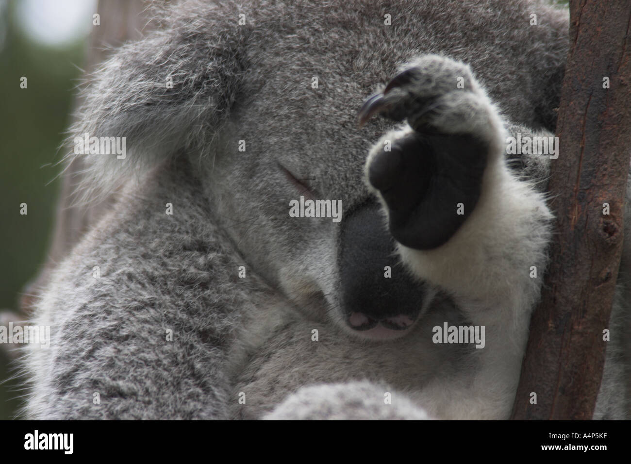 koala, phascolarctos cinereus Stock Photo Alamy