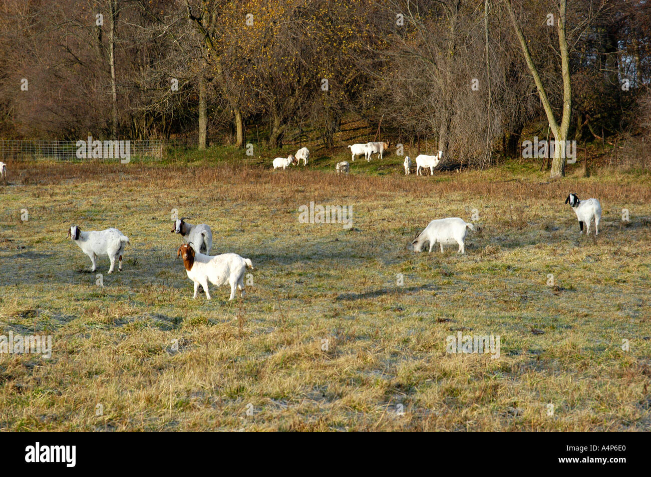 Goats graze on Amish farm Shipshewana Indiana Stock Photo Alamy
