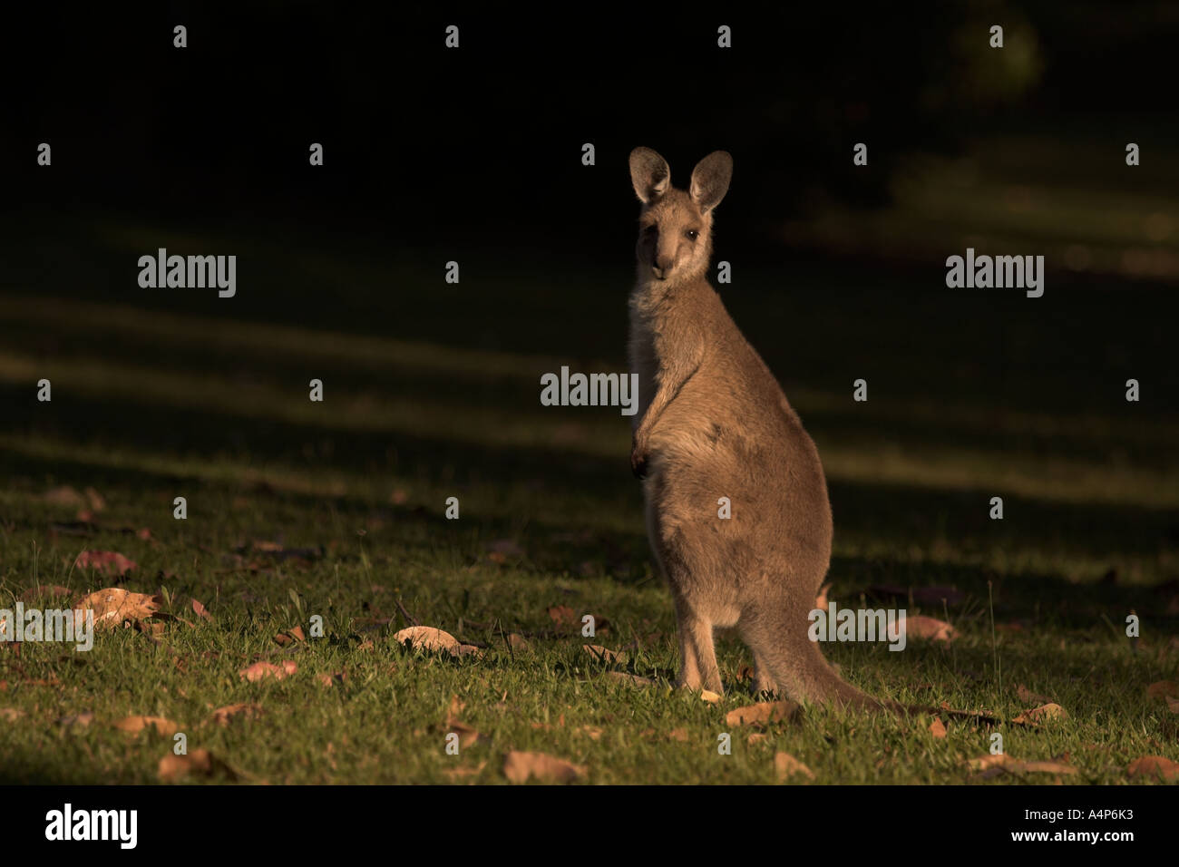 eastern grey kangaroo macropus giganteus Stock Photo