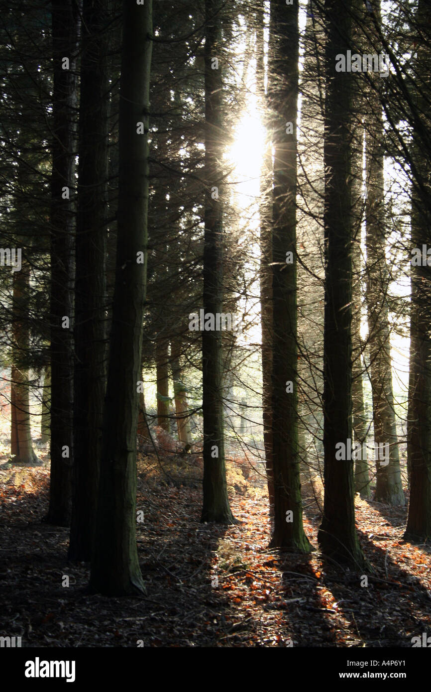 Sunlight through a copse of trees Stock Photo