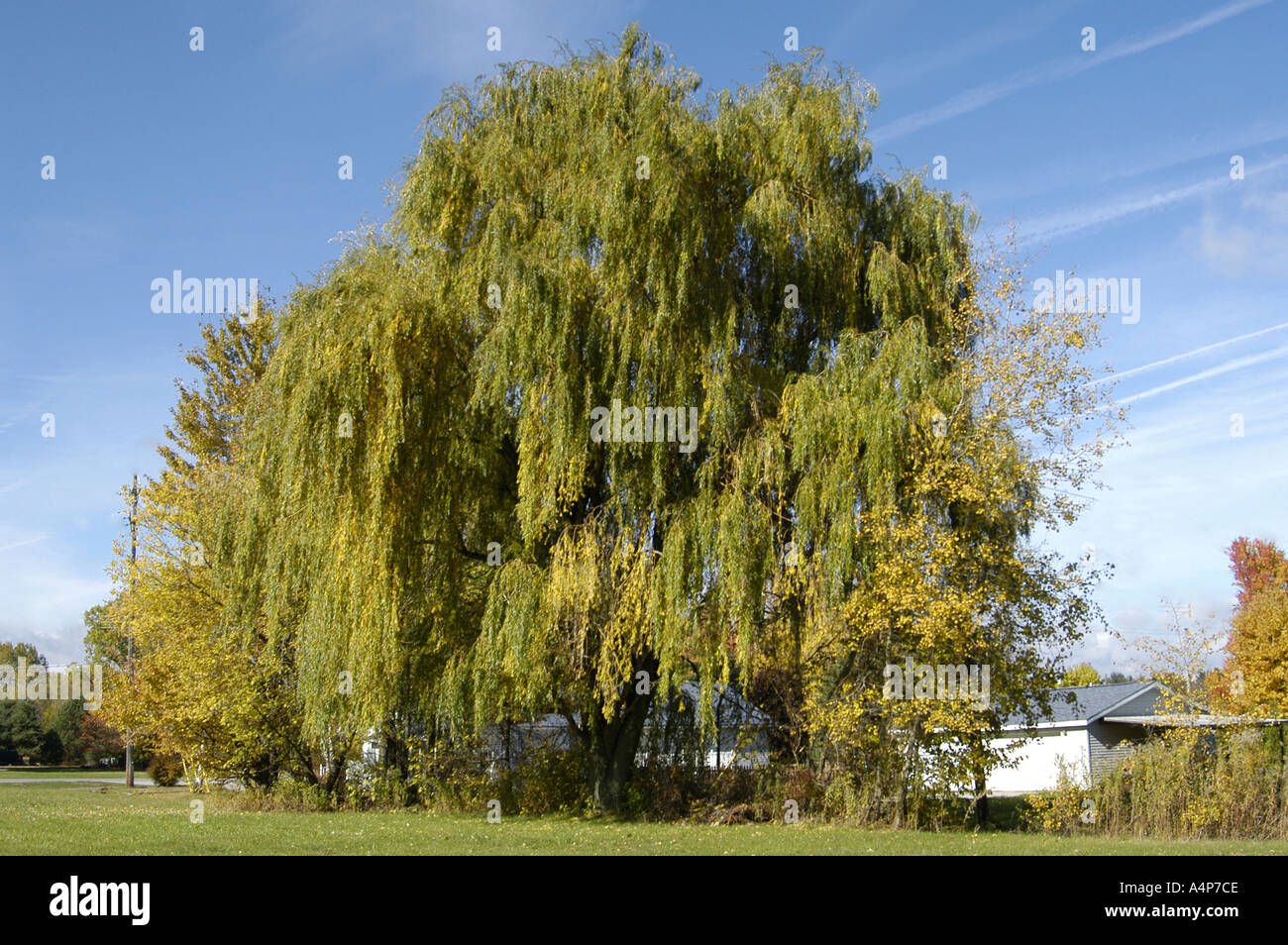 Willow leaves pattern hi-res stock photography and images - Alamy