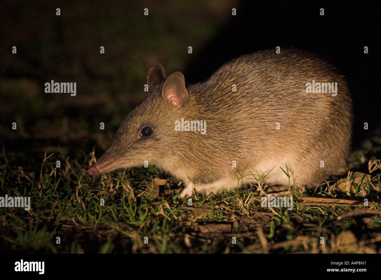 Bandicoot australian hires stock photography and images Alamy