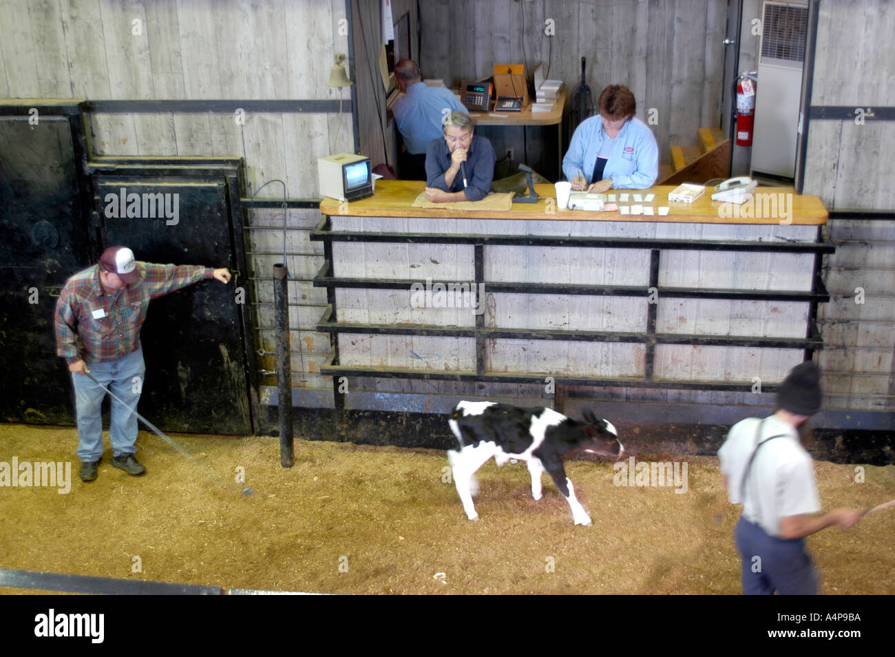 Amish Lifestyle Livestock auction Shipshewana Indiana Stock Photo Alamy