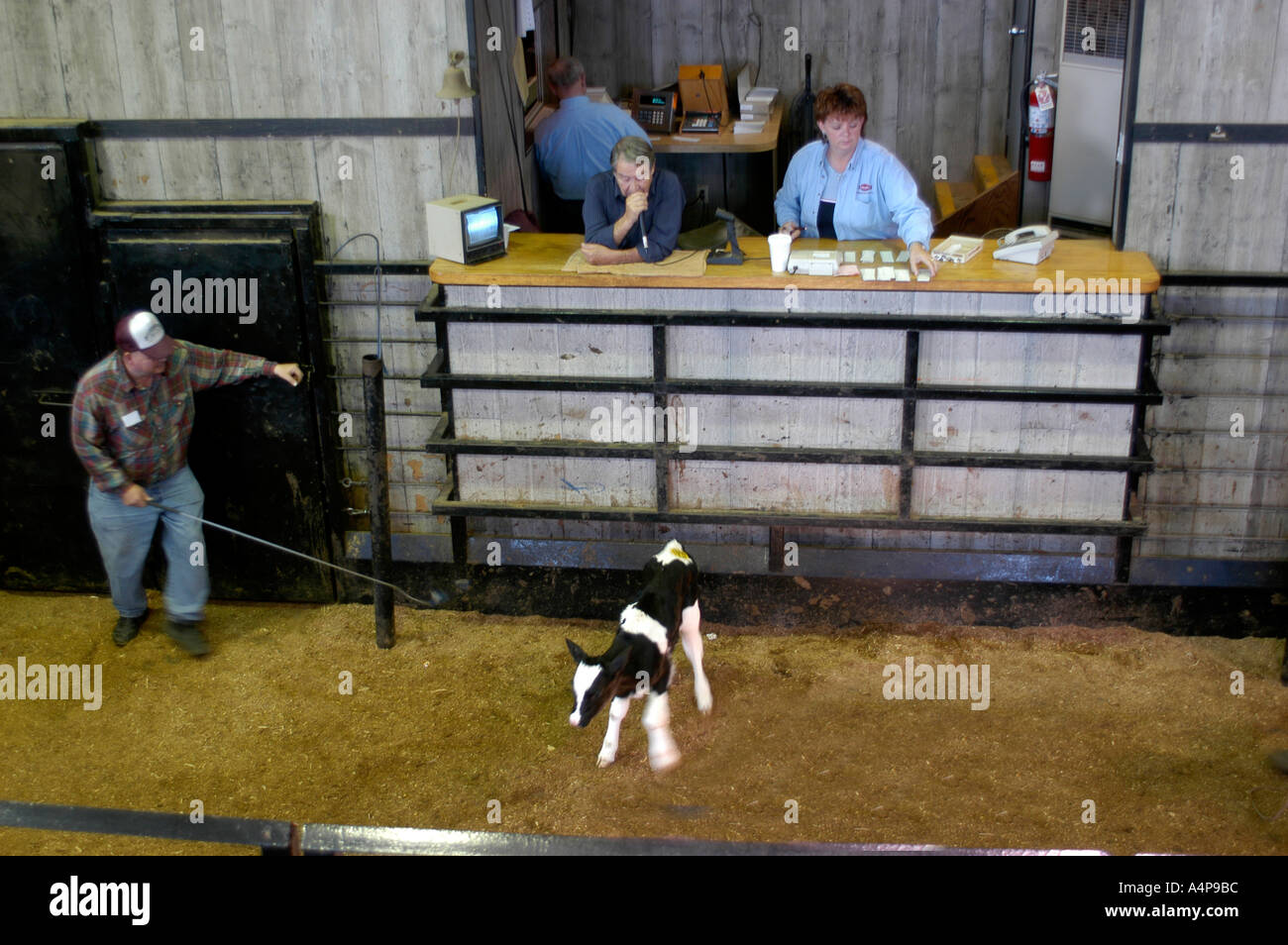Amish Lifestyle Livestock auction Shipshewana Indiana Stock Photo Alamy