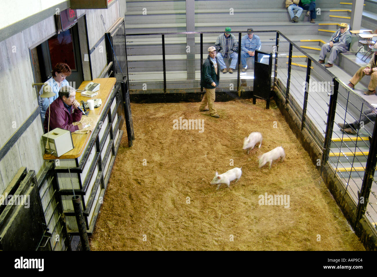 Amish Lifestyle Livestock auction Shipshewana Indiana Stock Photo Alamy