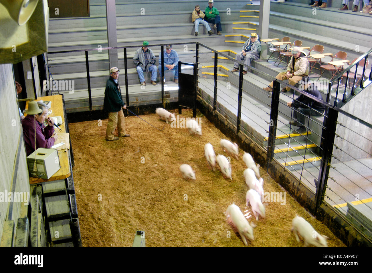 Amish Lifestyle Livestock Auction Shipshewana Indiana Stock Photo Alamy