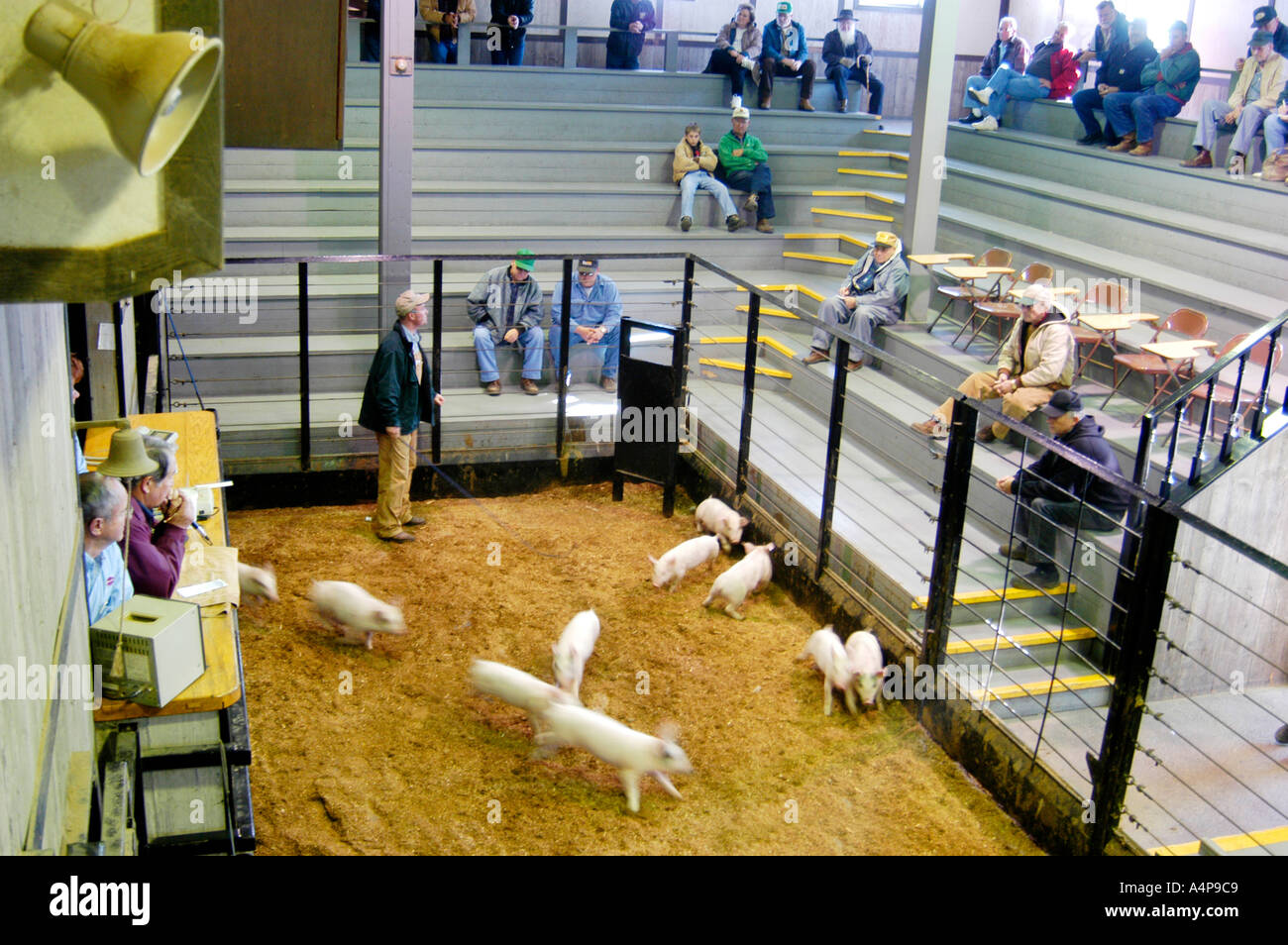 Livestock auction pigs Shipshewana Indiana Stock Photo Alamy