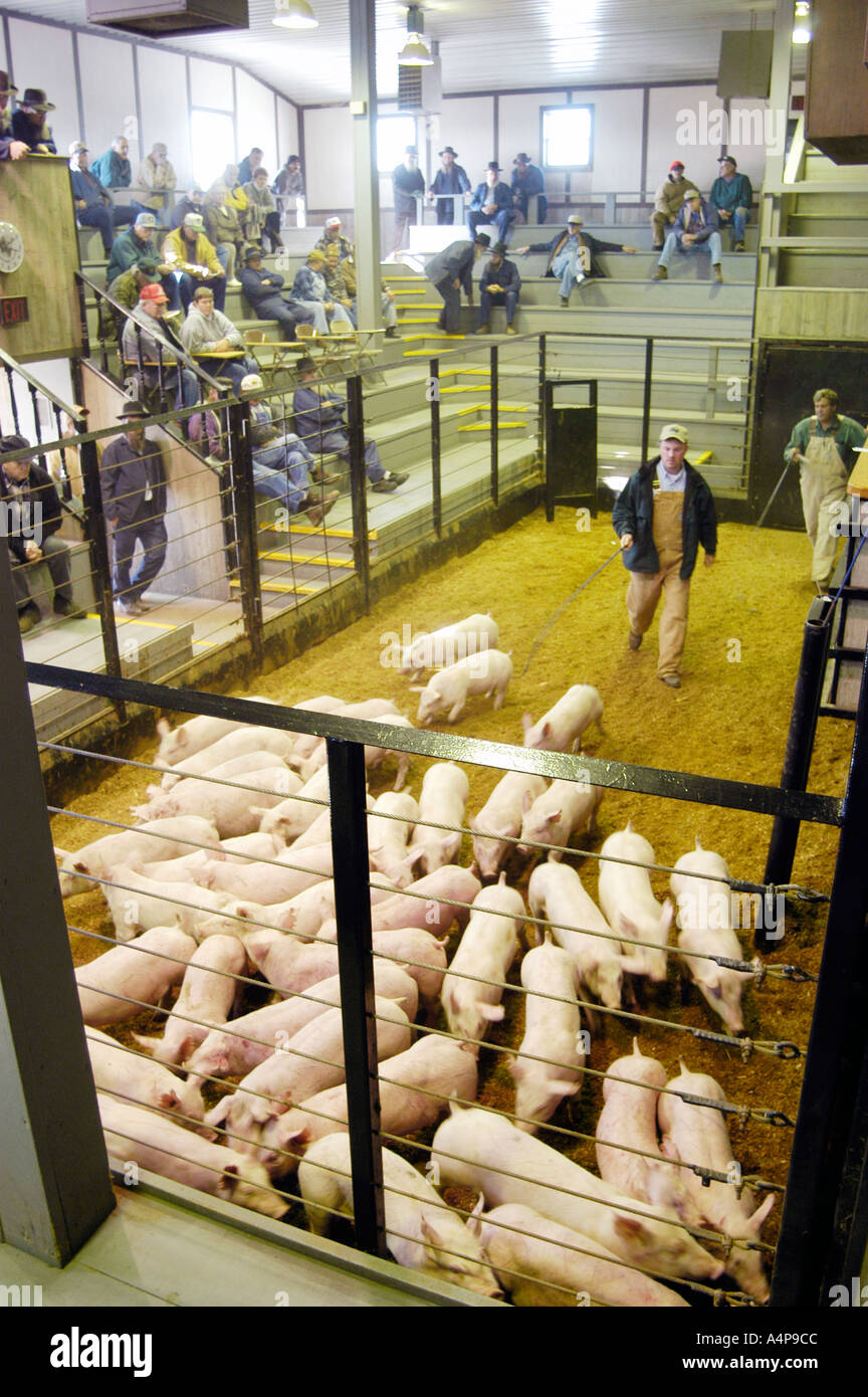 Livestock auction pigs Shipshewana Indiana Stock Photo Alamy