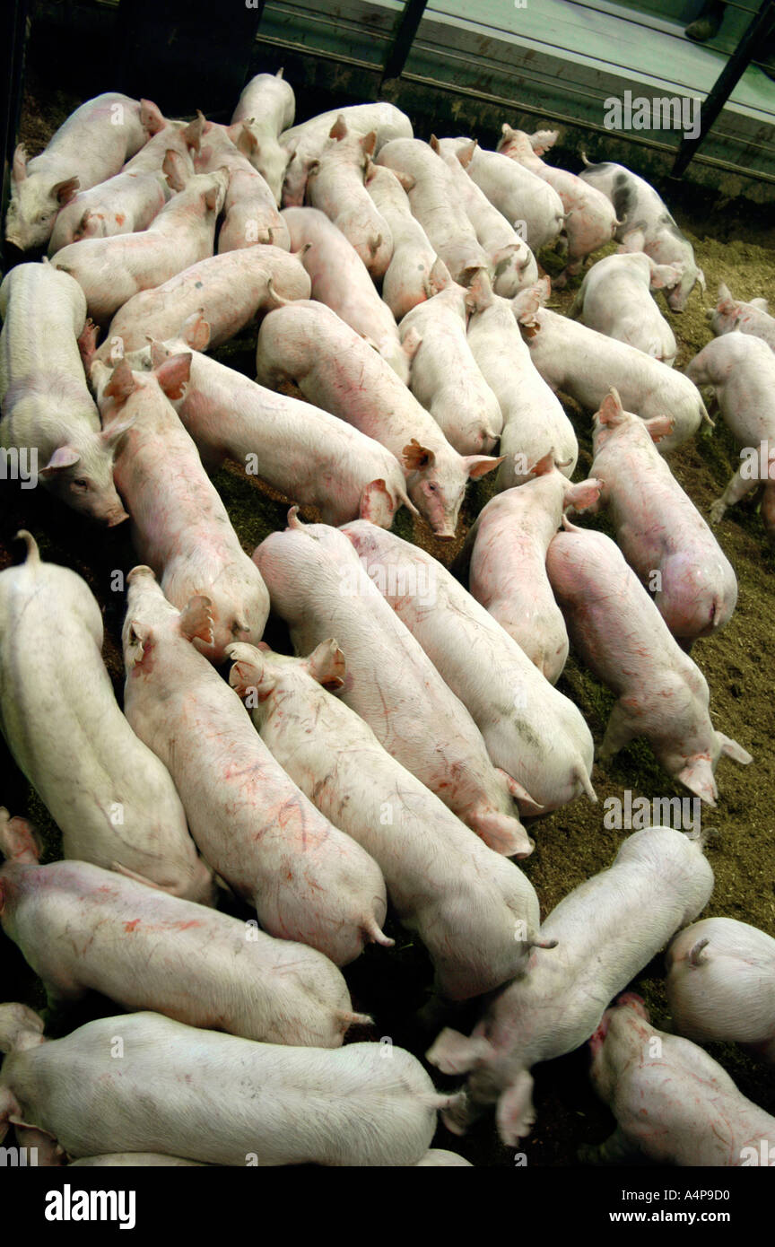 Livestock auction pigs Shipshewana Indiana Stock Photo Alamy