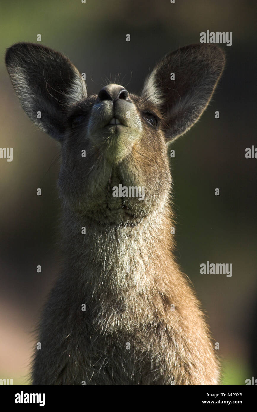 eastern grey kangaroo, macropus giganteus Stock Photo