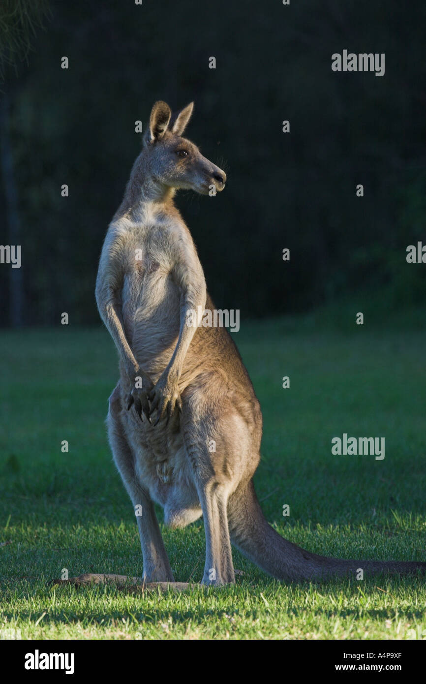 eastern grey kangaroo, macropus giganteus Stock Photo