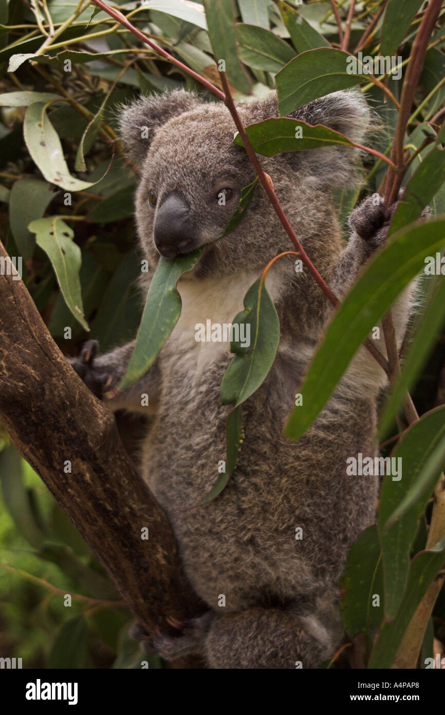 Page 19 Cinereus Phascolarctos High Resolution Stock Photography And Images Alamy