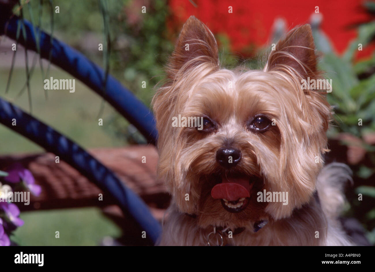 Stock Photo dog Yorkshire Terrier Yorkie Eugene Oregon USA PR 243 Stock