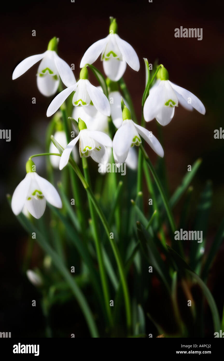 GALANTHUS NIVALIS Snowdrops against dark background Stock Photo