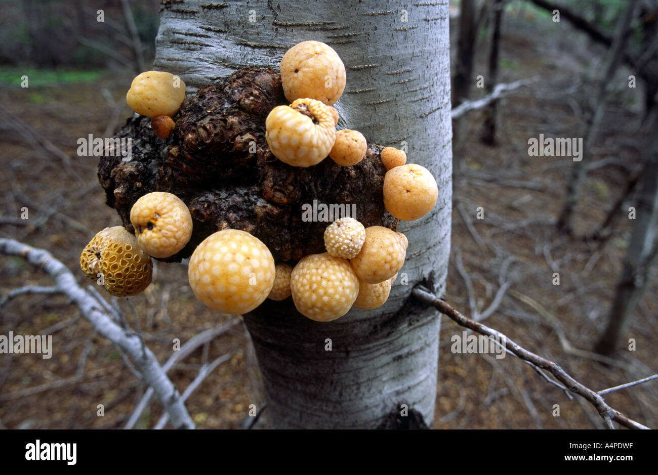Patagonian fungus named Pan del Indio by the locals growing on trees Cyttaria darwinii Patagonia South America Stock Photo