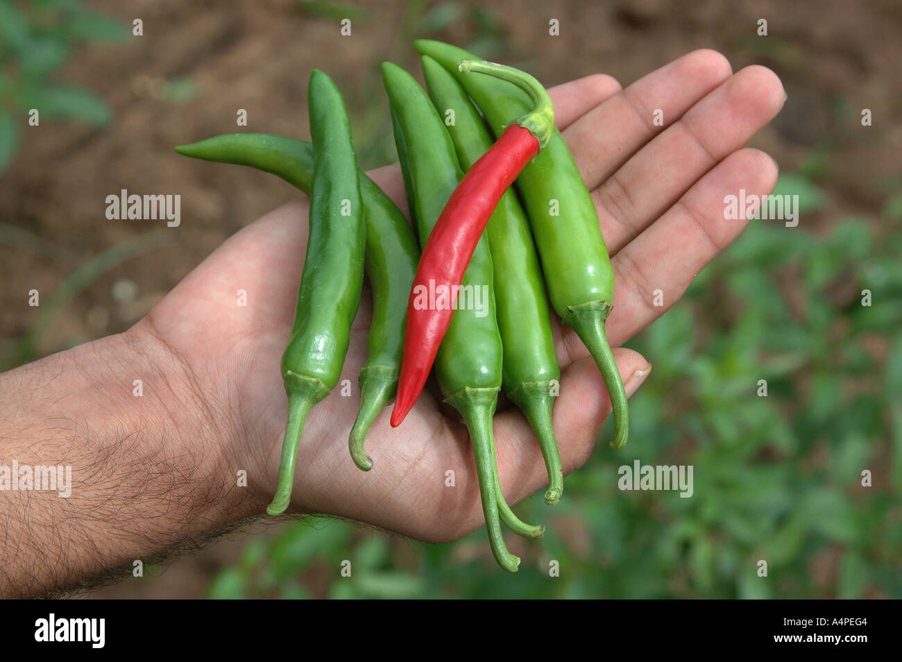 ANG77668 Green and red chillies plucked fresh from the fields on palm of a hand Andhra Pradesh India Stock Photo