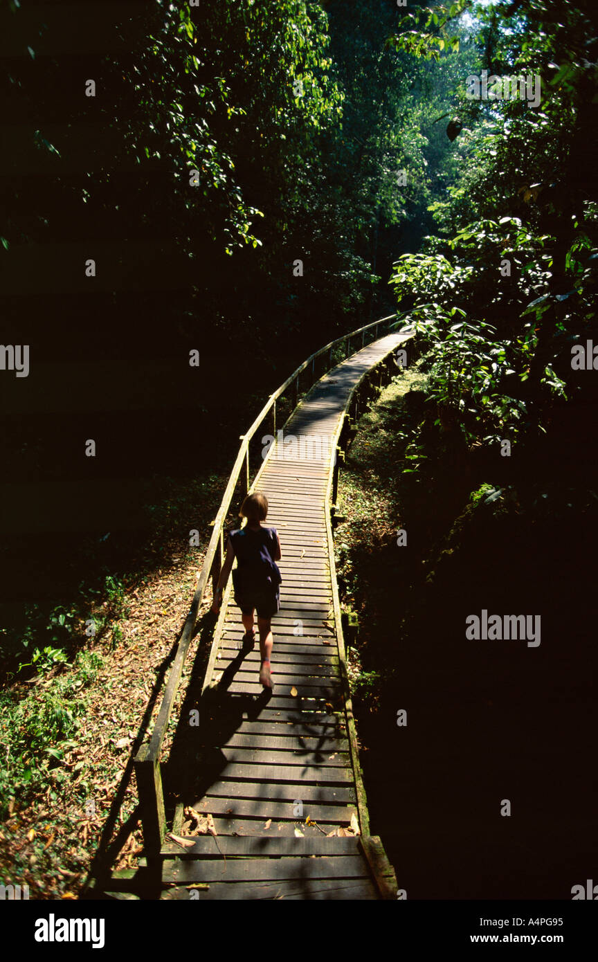 Walkway through rainforest Niah National Park Sarawak island of Borneo Malaysia Southeast Asia Asia Stock Photo