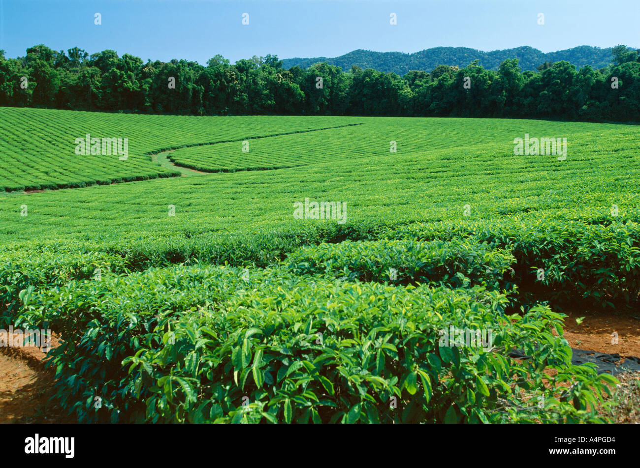 Nerada tea plantation hi-res stock photography and images - Alamy
