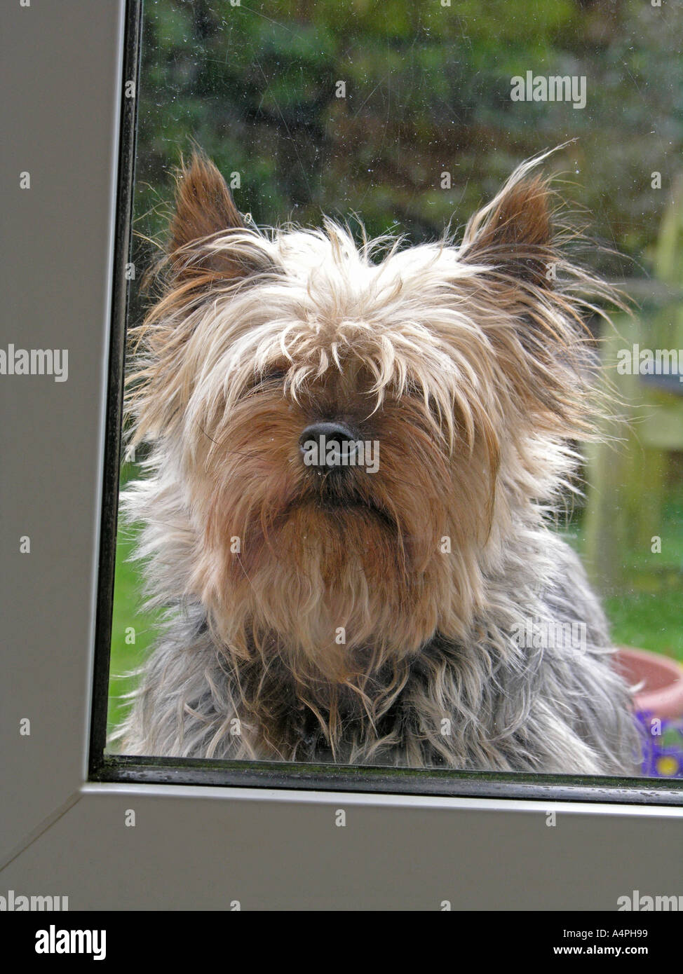 Yorkshire Terrier dog waiting to be let in can also be used as scruffy little orphan unwanted neglected dog Stock Photo