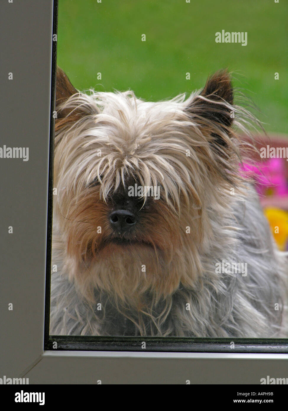 Yorkshire Terrier dog waiting to be let in can also be used as scruffy little orphan unwanted neglected dog Stock Photo