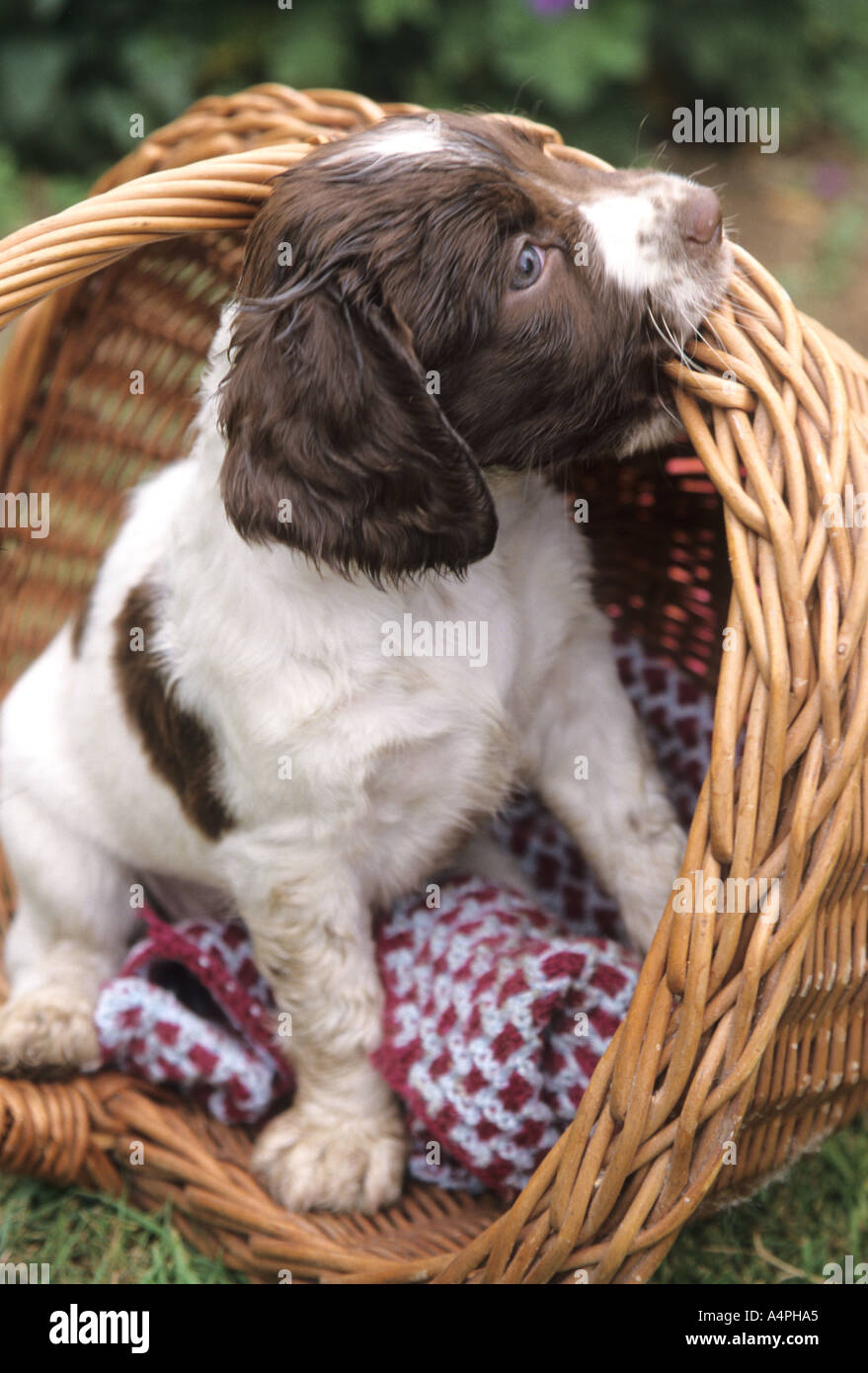 English Springer Spaniel puppy sitting in basket Stock Photo