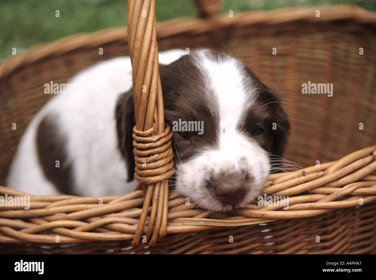 English Springer Spaniel puppy going to sleep in a basket Stock Photo