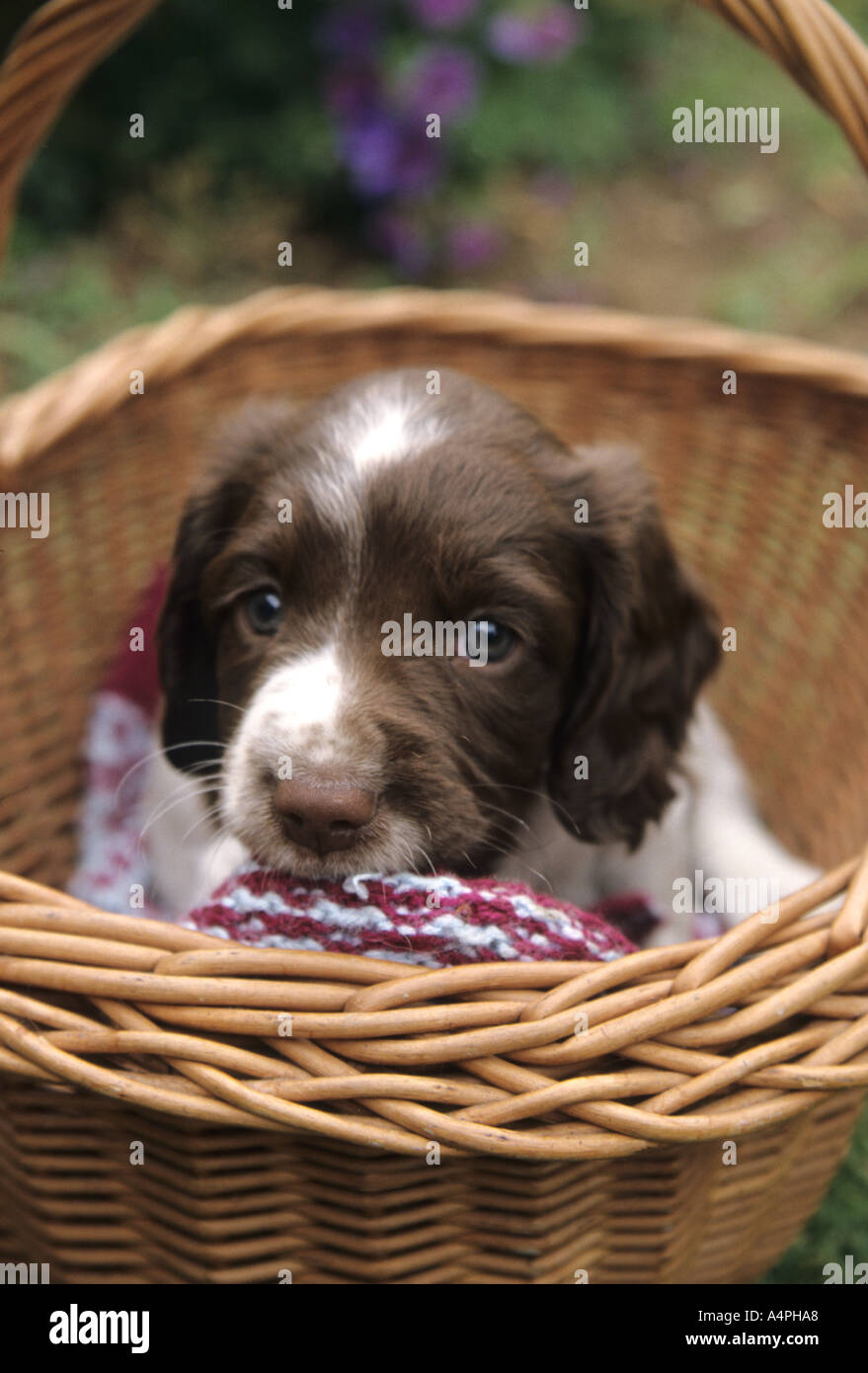 English Springer Spaniel puppy sitting in basket Stock Photo - Alamy