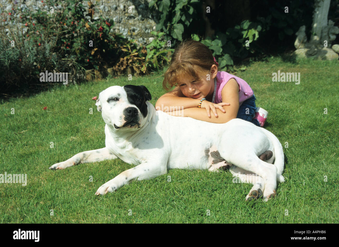 girl with her pet staffordshire bull terrier dog sitting in a grassy setting in back garden Stock Photo