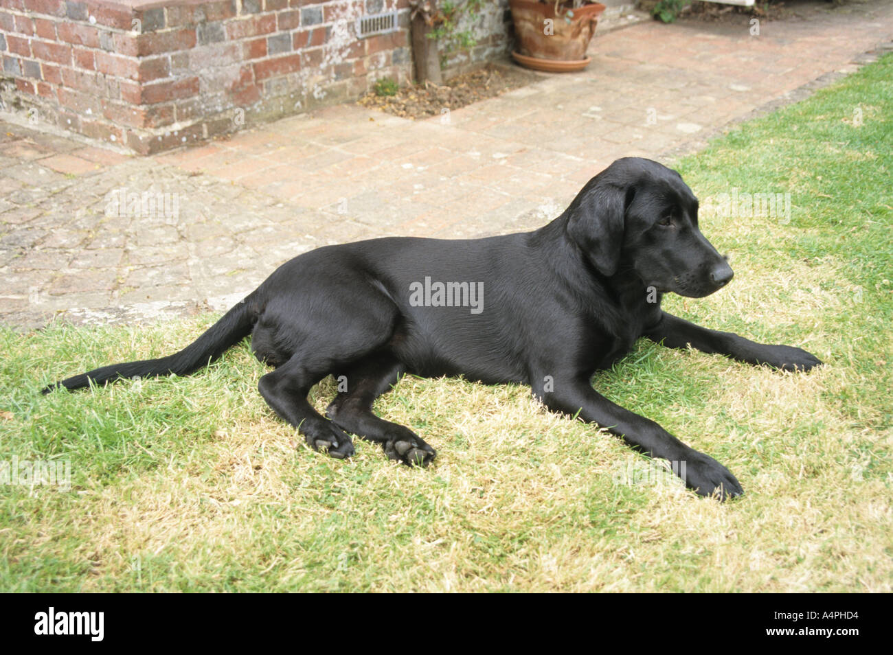 black labrador retriever puppy dog laying in garden Stock Photo - Alamy