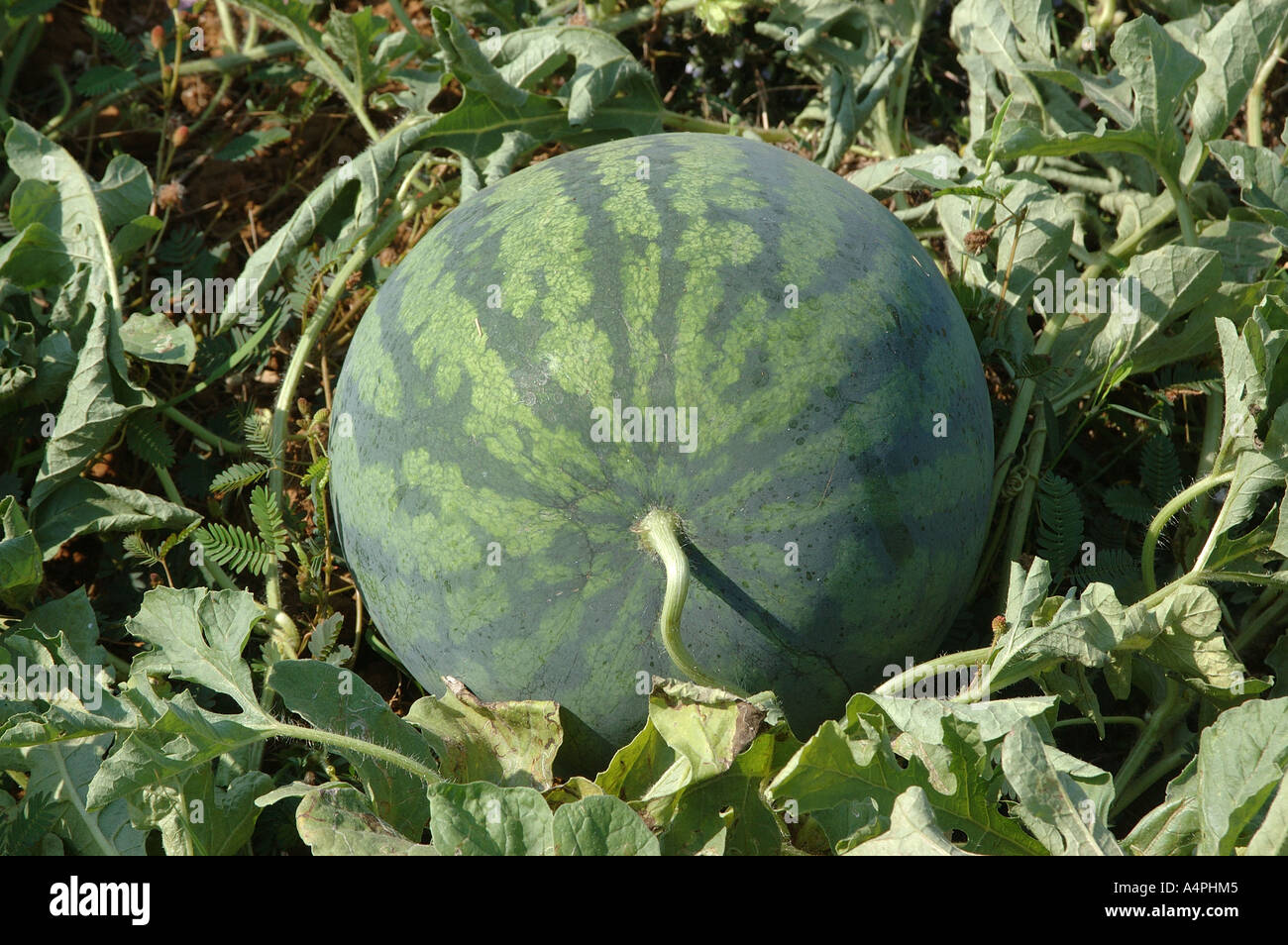 Watermelon fruit growing in the fields Botanical Name Citrullus