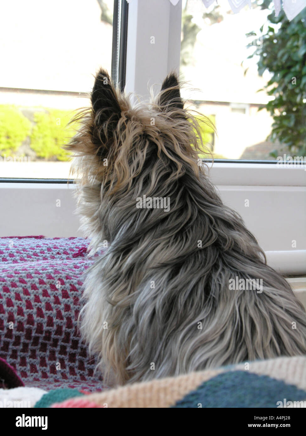 Yorkshire Terrier dog looking out of window waiting for her master to return Stock Photo