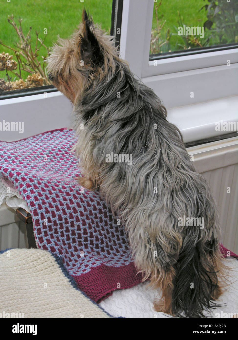 Yorkshire Terrier dog looking out of window waiting for her master to return Stock Photo