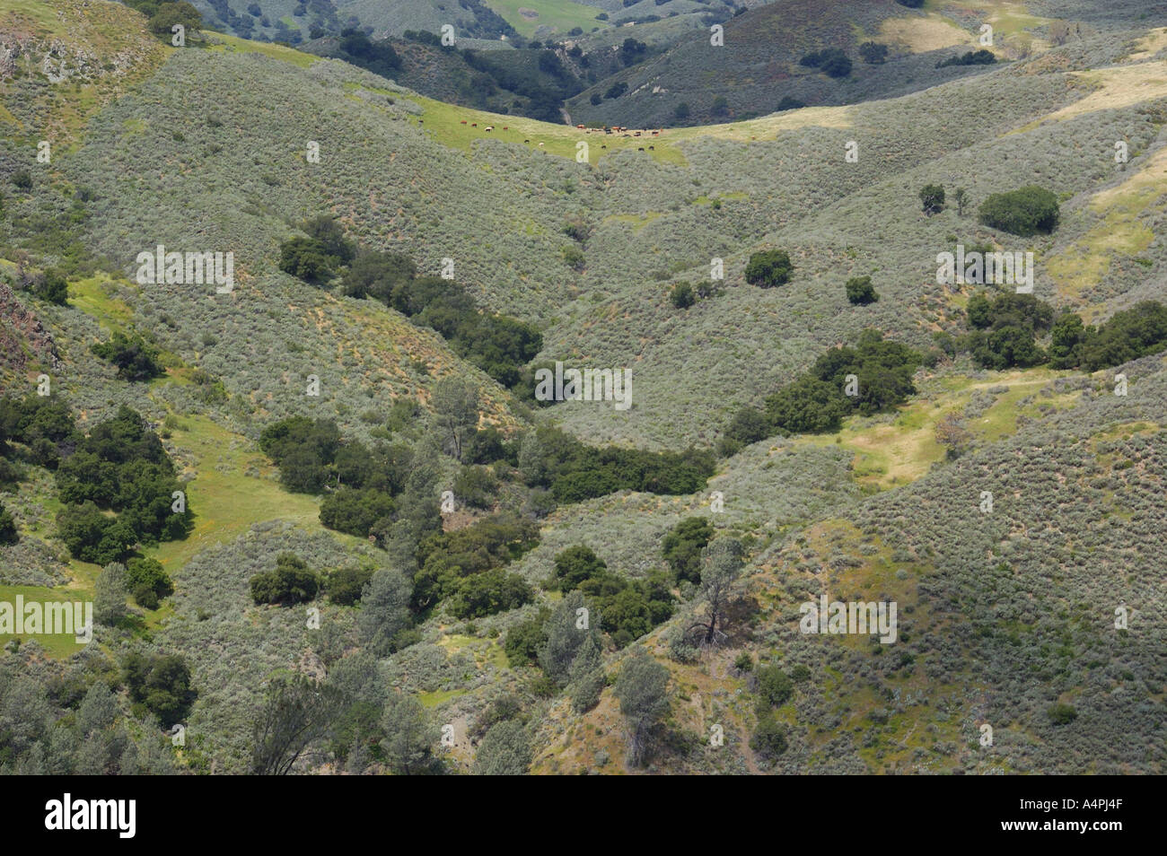 Los Padres National Forest Stock Photo Alamy