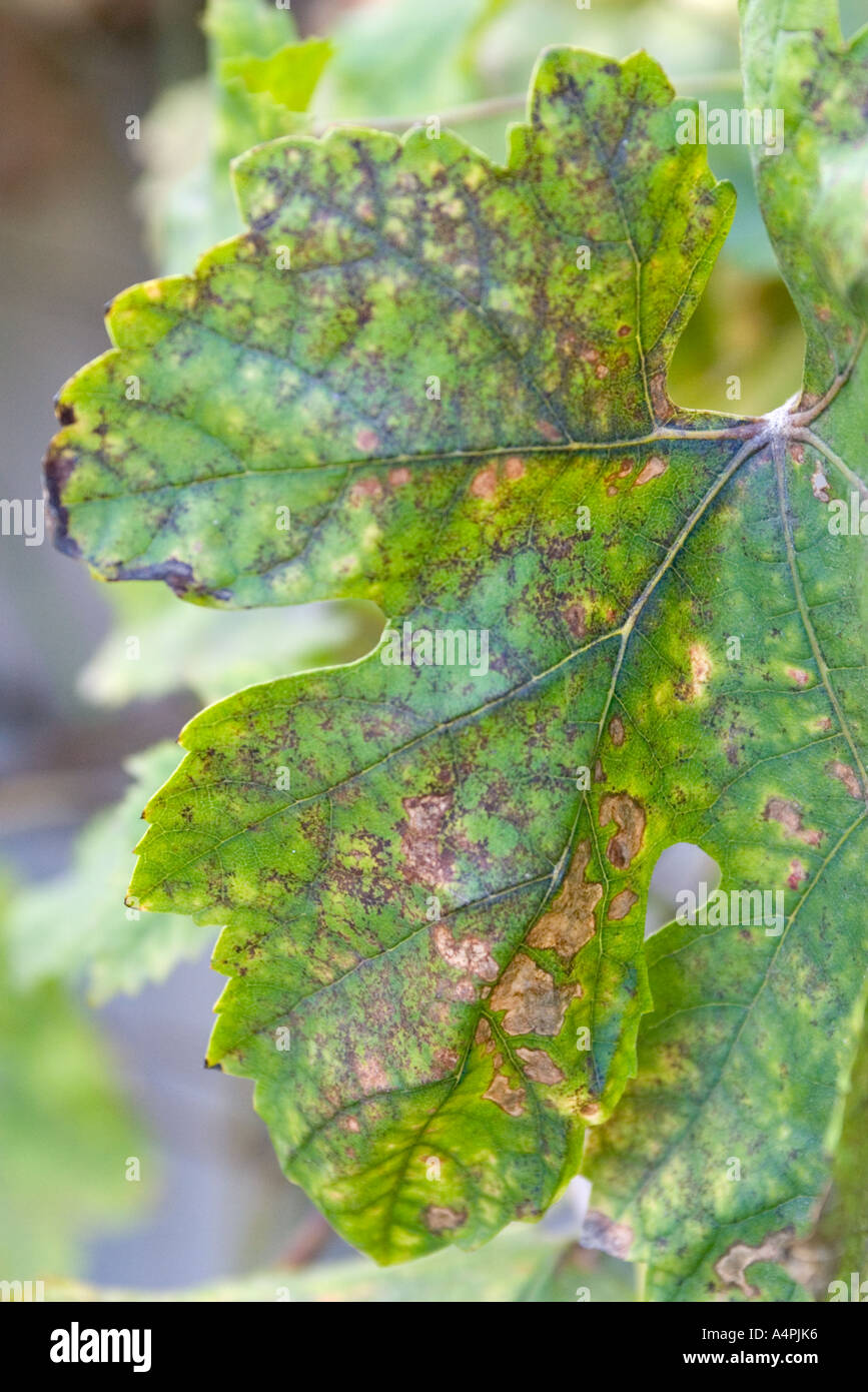 Dying grape leaf Stock Photo Alamy