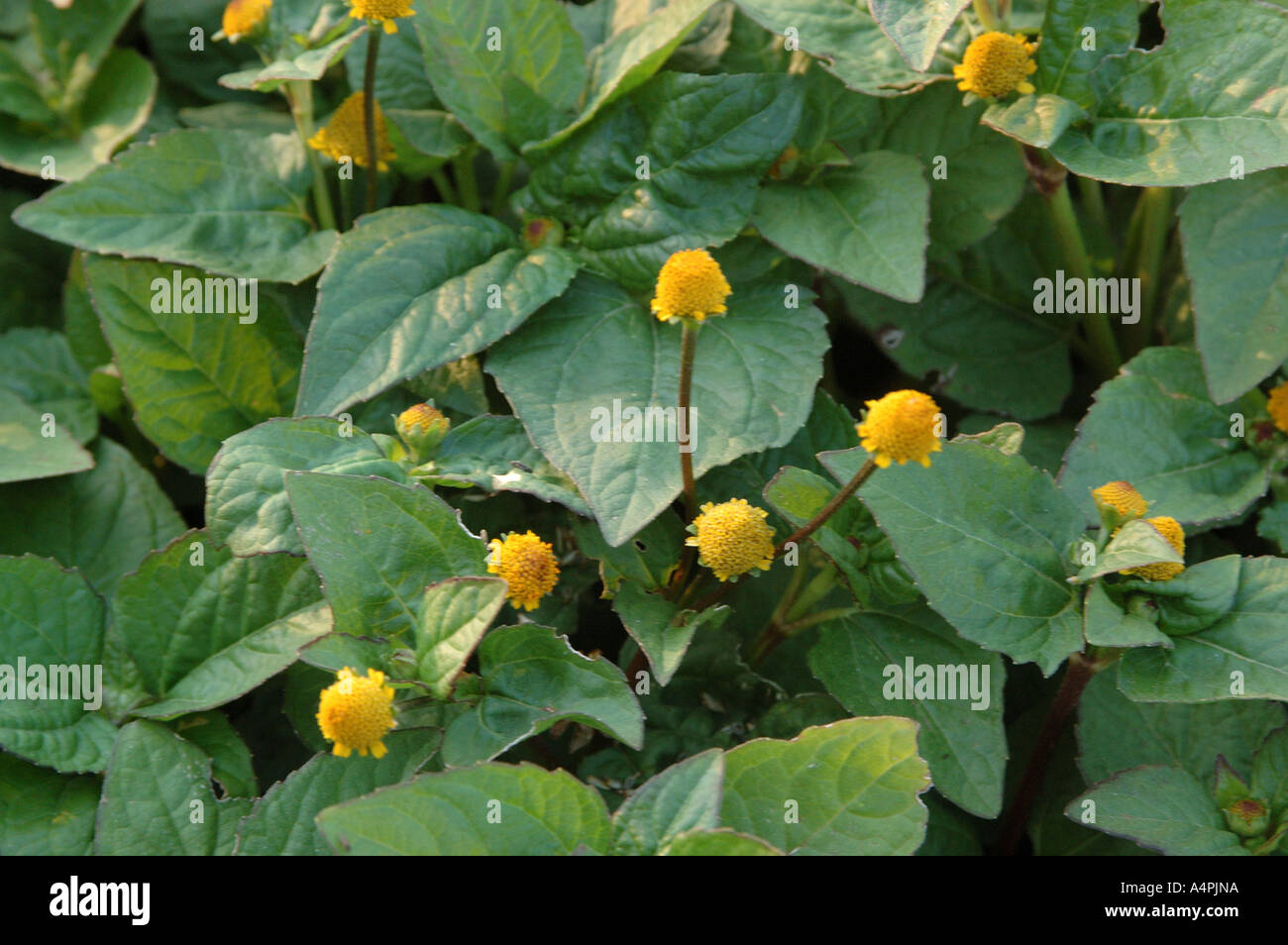ANG77768 Medicinal Plant Akkalkadha Spilanthes acmella Asternaceae Aroma Stock Photo