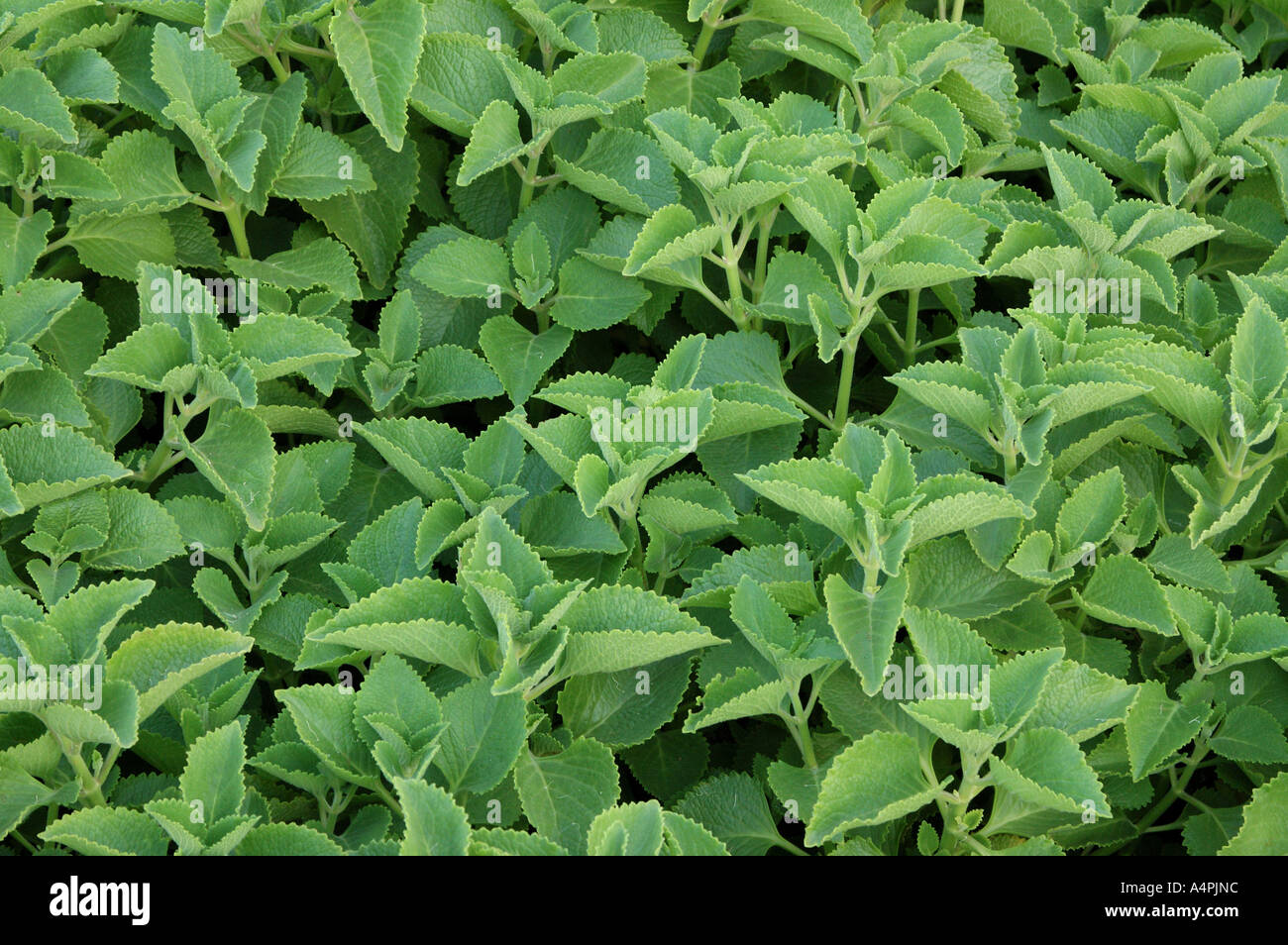 ANG77769 Pan Ova Pashanabhedi Coleus aromaticus Lamiaceae Green thick leafs Fragrance Aroma Medicinal Use Stock Photo