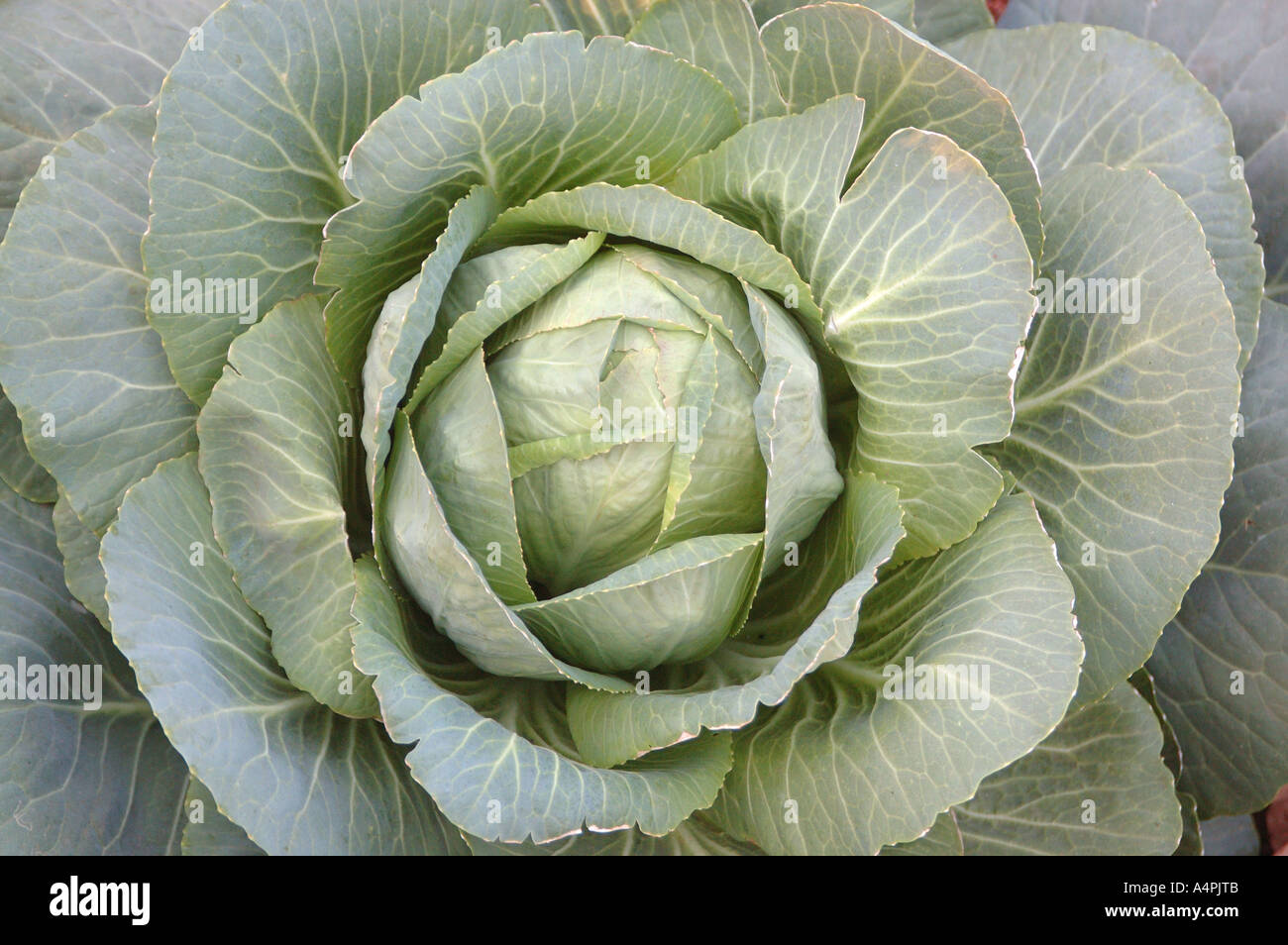ANG77777 Vegetable Cabbage Pattagobi Bandhgobi Brassica oleracea var capitata Stock Photo